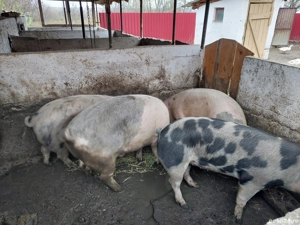 vînd porci grași - imagine 2