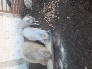 Porci mangalita  - imagine 2