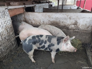 vînd porci grași - imagine 4