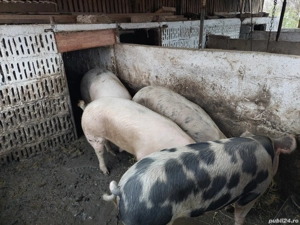 vînd porci grași - imagine 3