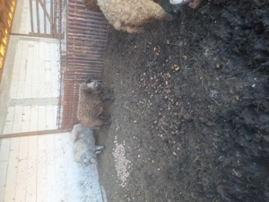 Porci mangalita  - imagine 4