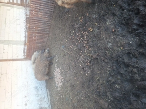 Porci mangalita  - imagine 3