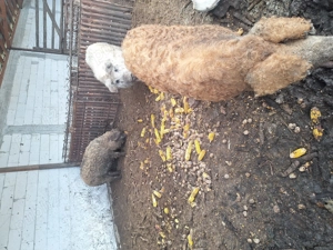 Porci mangalita  - imagine 5