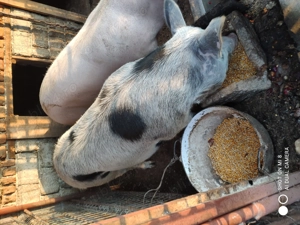 Porci de vnzare - imagine 3