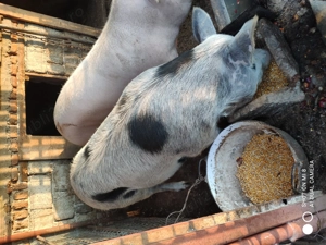 Porci de vnzare - imagine 2