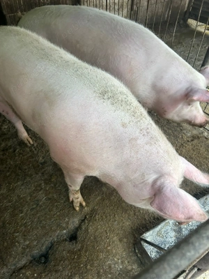 Porci de vânzare , făget  - imagine 2