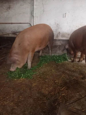 Vand porc  - imagine 2