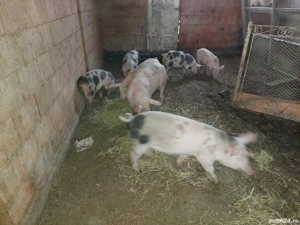 vînd șoldani - imagine 2