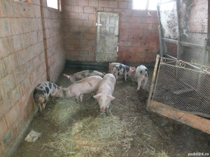 vînd șoldani - imagine 3