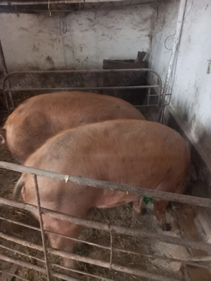 Vand porc  - imagine 3