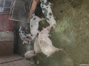 vînd șoldani - imagine 4