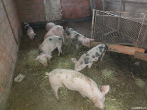 vînd șoldani - imagine 5