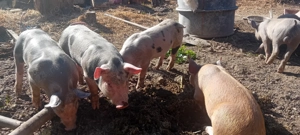 Purcei 35-40kg vaccinați!   - imagine 3