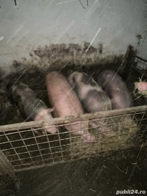 Vand porci de carne - imagine 4