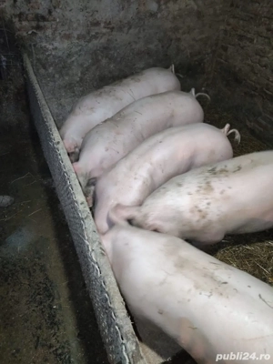 Vand porci de carne - imagine 3