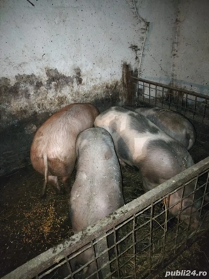 Vand porci de carne - imagine 5