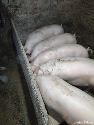 Vand porci de carne - imagine 2