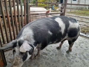 Porci de vanzare - imagine 2