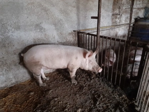 Porci de vanzare