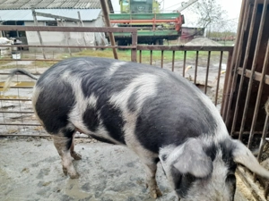 Porci de vanzare - imagine 3