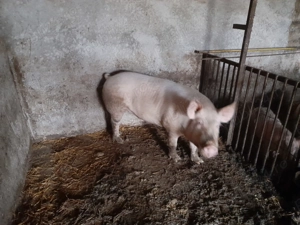 Porci de vanzare - imagine 4