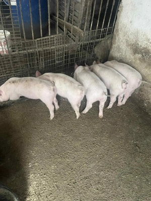 Vând purcei de 8 sapt