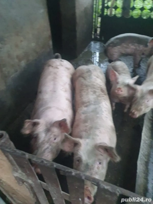 Porci de vanzare