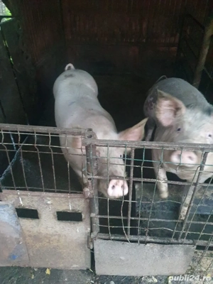 Porci de vanzare - imagine 5