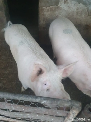 Porci de vanzare - imagine 2