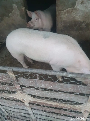Porci de vanzare - imagine 4