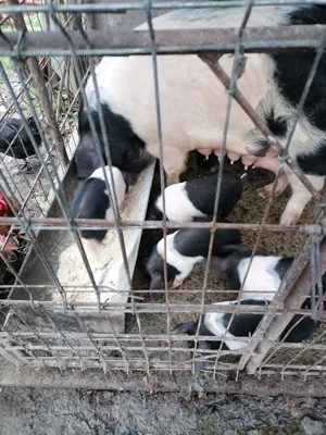 Purcei Bazna de vânzare  - imagine 2