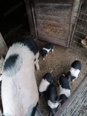 Purcei Bazna de vânzare  - imagine 3