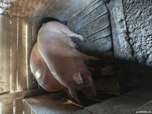 vând porci 