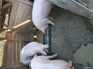 vând porci  - imagine 2