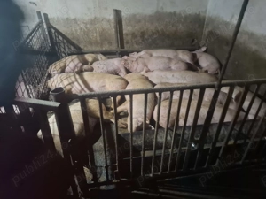 Buna ziua. Vand porci 90 130 kg - imagine 2