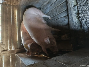 vând porci  - imagine 4