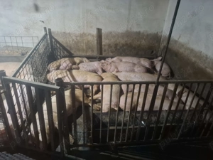 Buna ziua. Vand porci 90 130 kg