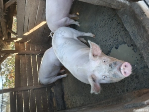 vând porci  - imagine 3