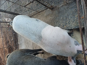 Vând porc 140 150kg brad  