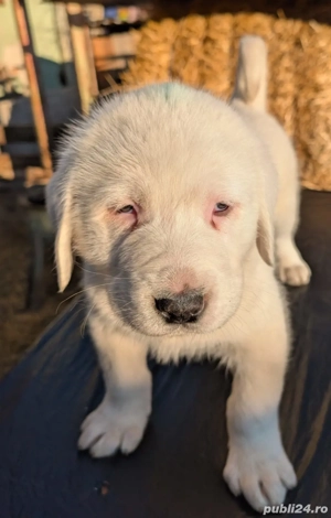 Căței Ciobanesc Asia Centrală  - imagine 2