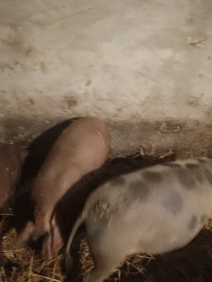 Porci de vanzare - imagine 2