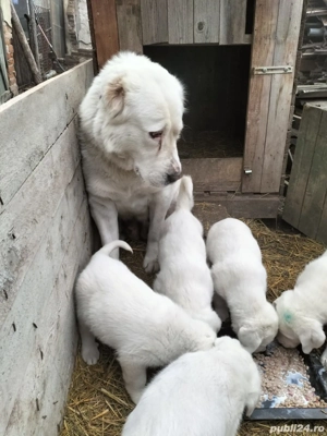 Căței Ciobanesc Asia Centrală  - imagine 5