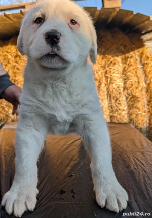 Căței Ciobanesc Asia Centrală  - imagine 4