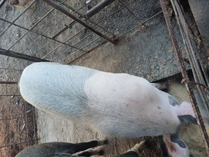 Porc pt vânzare crescuți bio 