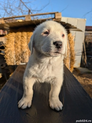 Căței Ciobanesc Asia Centrală  - imagine 3