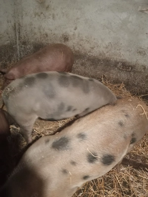 Porci de vanzare - imagine 3