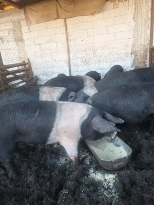 Porci bazna - imagine 2