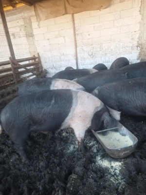 Porci bazna - imagine 4