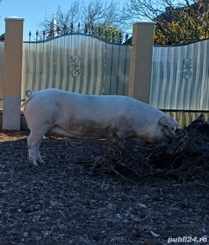 scrofita landras la prima fatare - imagine 4