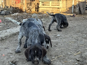 Catei de vanzare - imagine 2